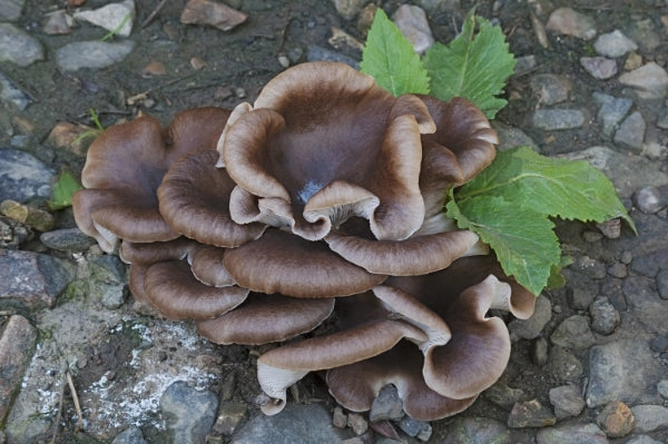 Maitake