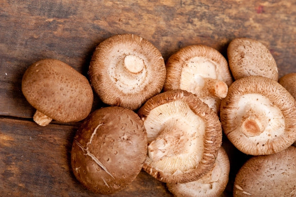 Shiitake