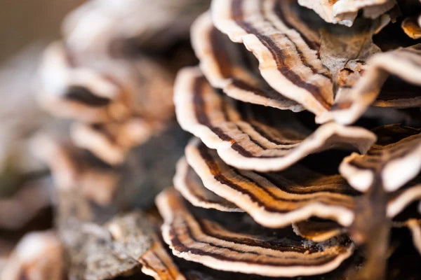 Turkey Tail