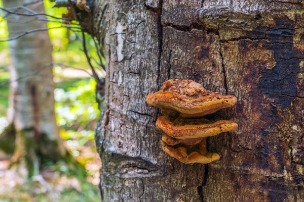 Chaga