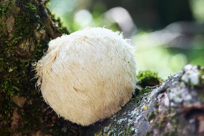 Lion's Mane